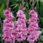 Leaffyco Gladiolus Flower Bulb