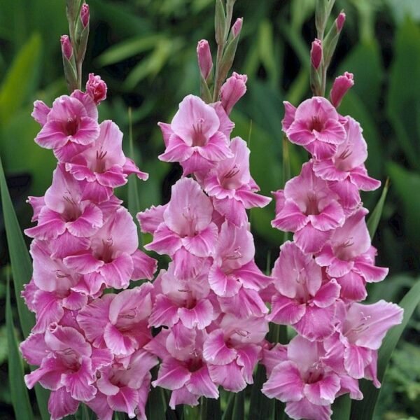 Leaffyco Gladiolus Flower Bulb