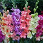 Leaffyco Gladiolus Flower Bulb