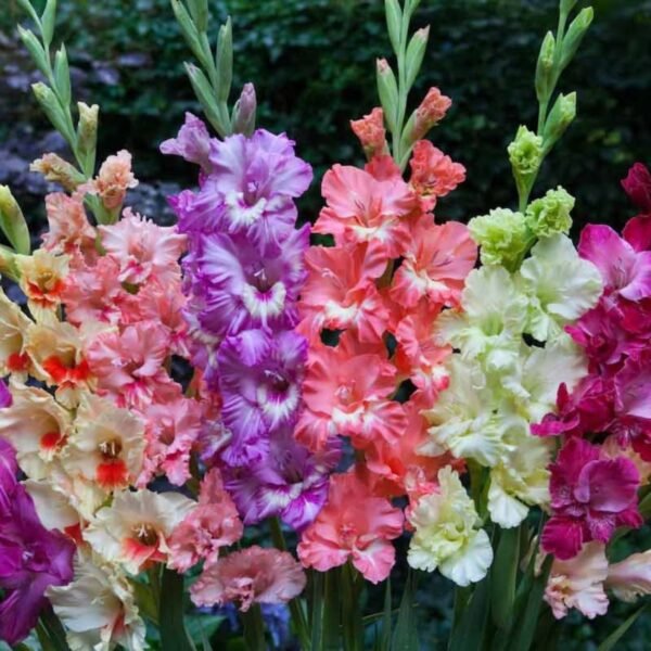 Leaffyco Gladiolus Flower Bulb