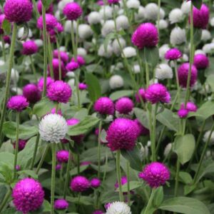 Leaffyco Gomphrena Mixed Seeds