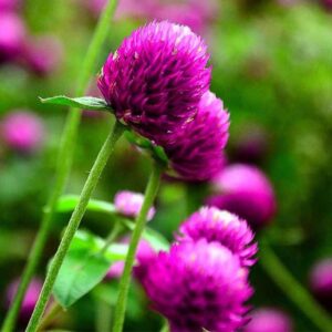 Leaffyco Gomphrena Mixed Seeds