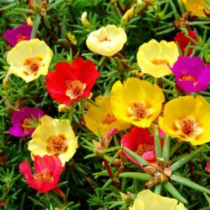 Leaffyco Portulaca Mixed Seeds