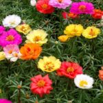 Leaffyco Portulaca Mixed Seeds