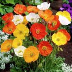 Leaffyco Portulaca Mixed Seeds