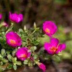 Leaffyco Portulaca Mixed Seeds