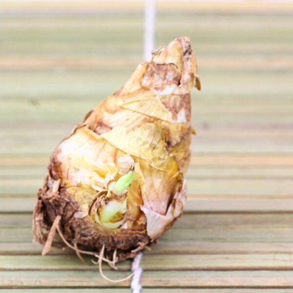 Leaffyco Rajnigandha Flower Bulbs