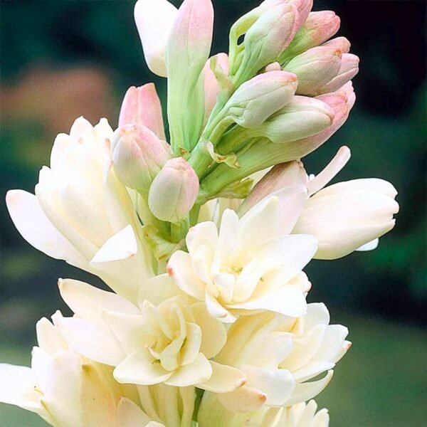 Leaffyco Rajnigandha Flower Bulbs