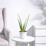 Aloe vera Plant
