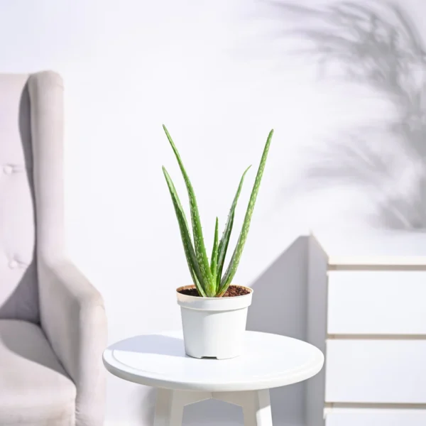 Aloe vera Plant