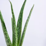 Aloe vera Plant