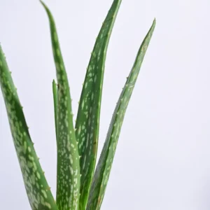 Aloe vera plant