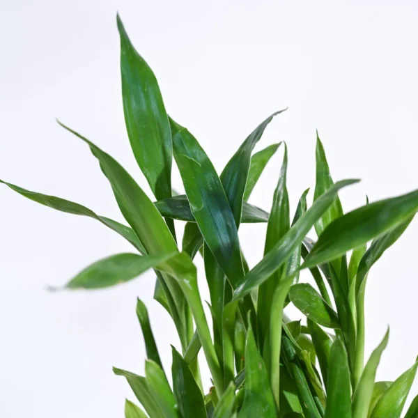 Lucky Bamboo Plant