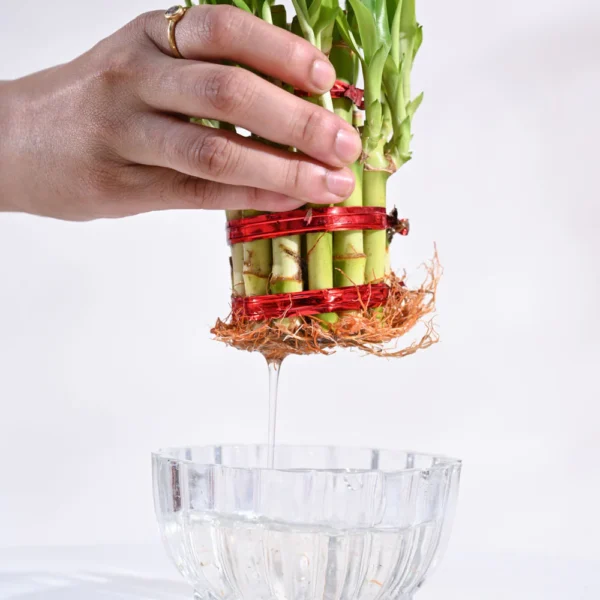 Lucky Bamboo Plant