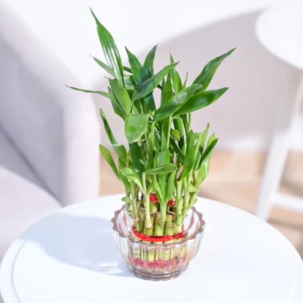 Lucky Bamboo Plant
