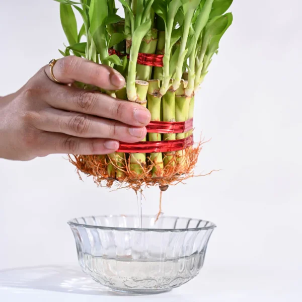 Lucky Bamboo Plant