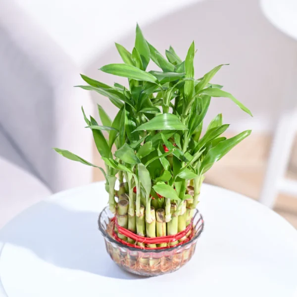 Lucky Bamboo Plant
