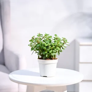 Jade plant