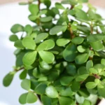 Jade Plant