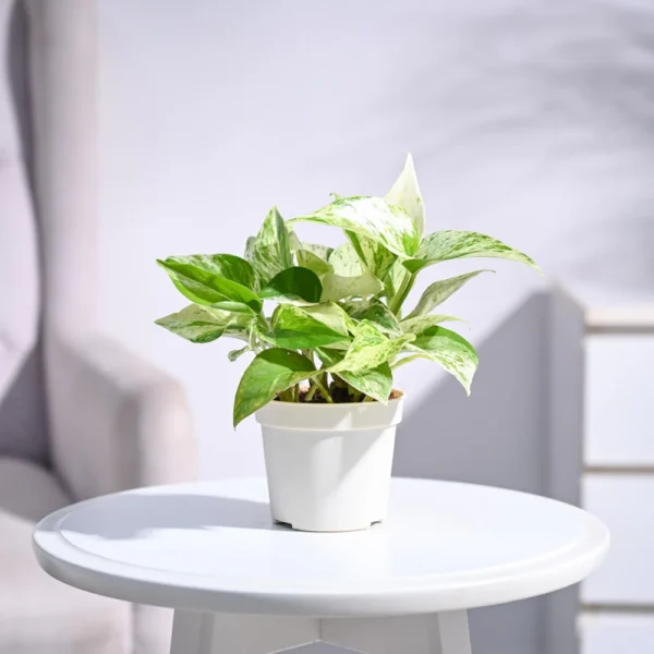 Money Plant