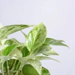 Money Plant