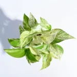 Money Plant