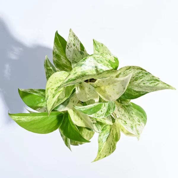 Money Plant