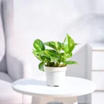 Money Plant