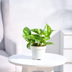 Money Plant
