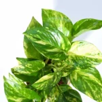 Money Plant
