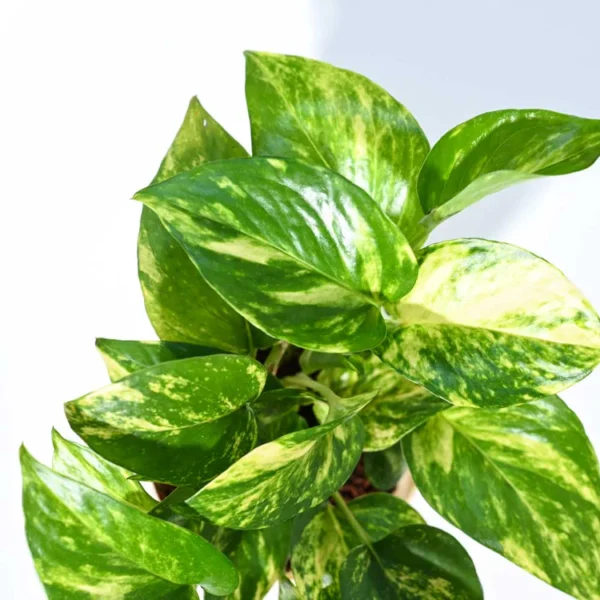Money Plant