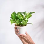 Money Plant
