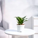 Snake Plant