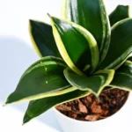 Snake Plant