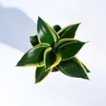Snake Plant