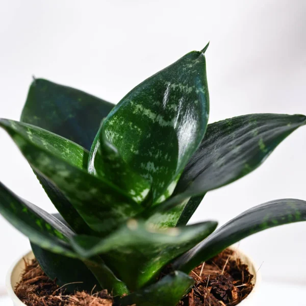 Snake Plant