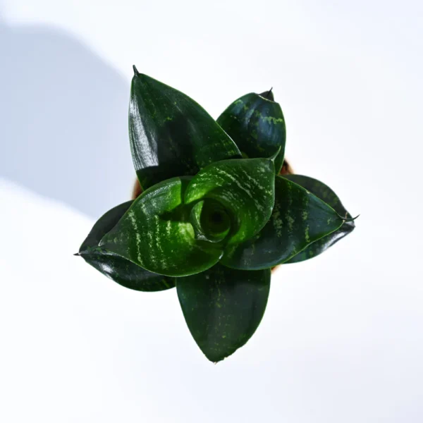 Snake Plant