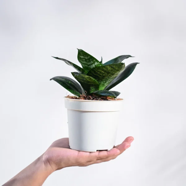 Snake Plant