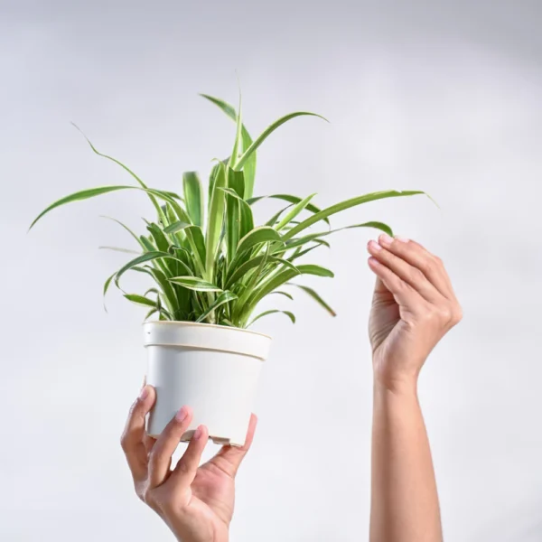 Spider Plant