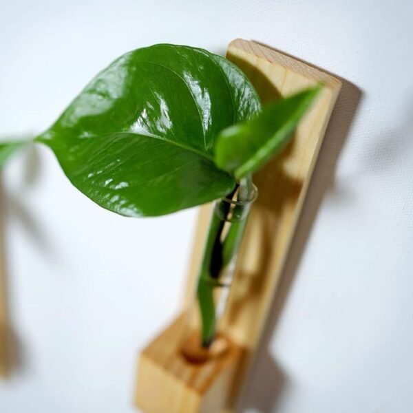 Test Tube Wall Planter