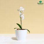 7 inch Round Plastic Planter White
