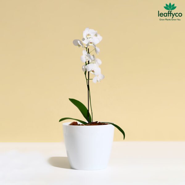 7 inch Round Plastic Planter White