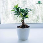 7 inch Round Plastic Planter White