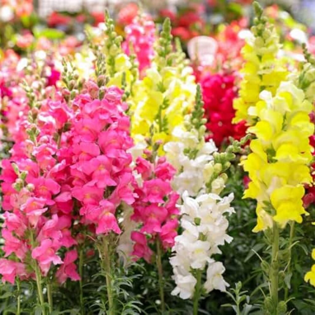 Antirrhinum mix seeds