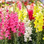 Antirrhinum Mix Seeds