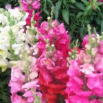 Antirrhinum Mix Seeds