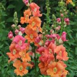 Antirrhinum Mix Seeds