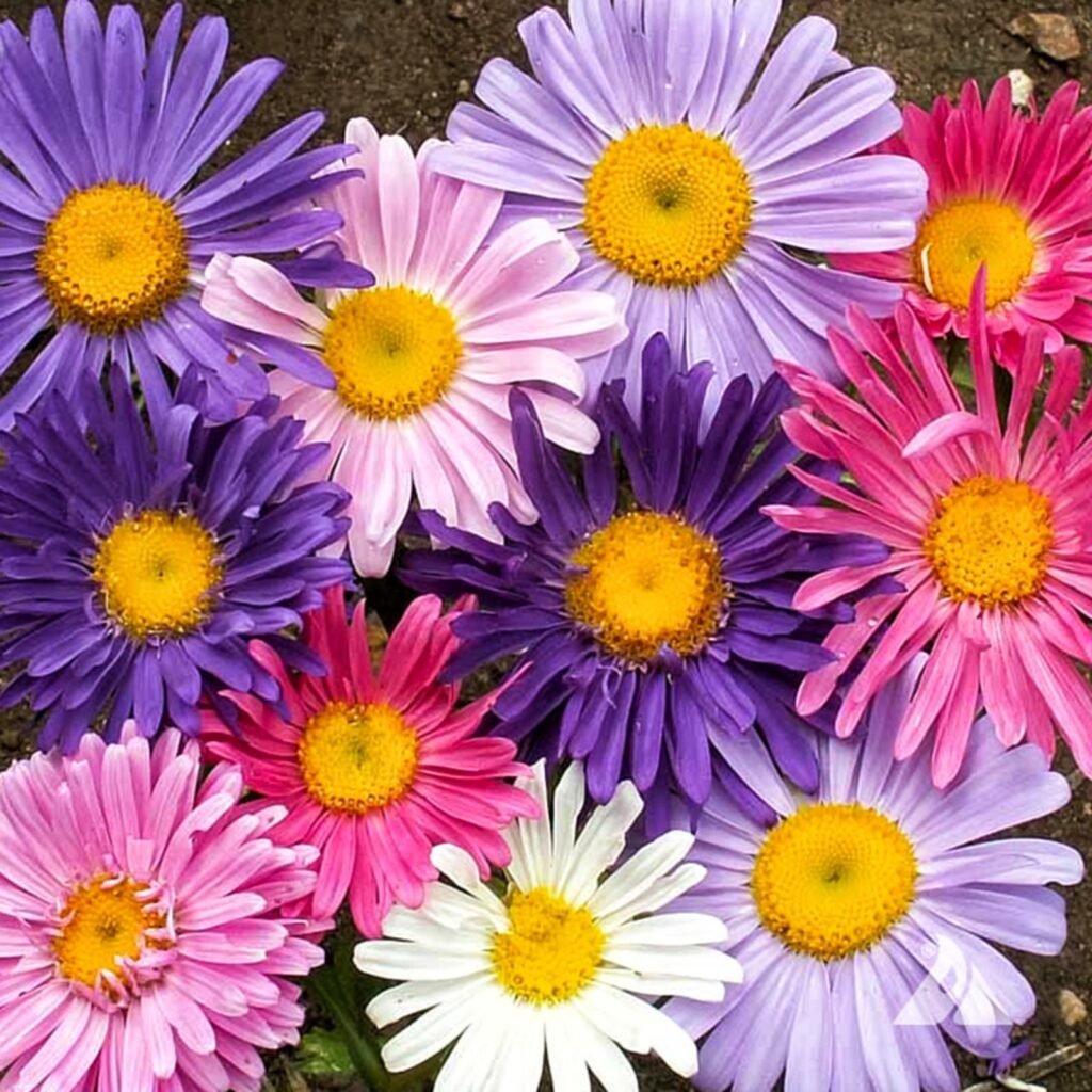 Aster mix seeds