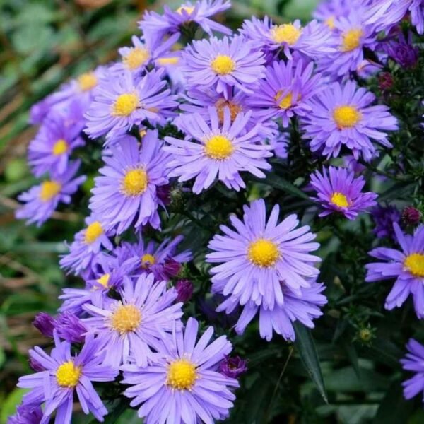 Aster Mix Seeds