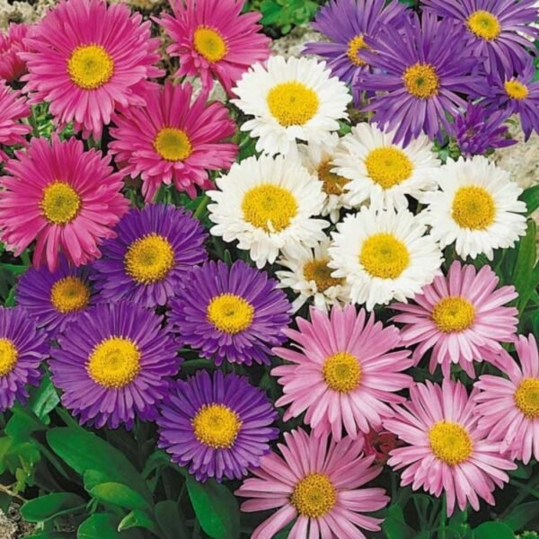 Aster Mix Seeds